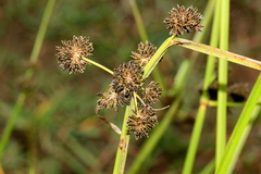 Cyperus difformis