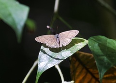 Cissia