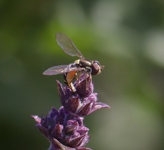 Fazia micrura