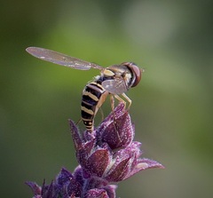 Fazia micrura