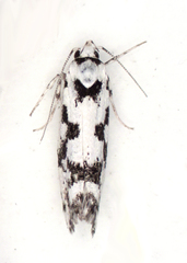 Lichenaula calligrapha
