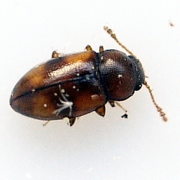 Beautiful Pleasing Fungus Beetle
