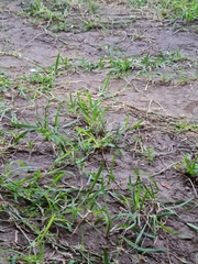 Nothofagus cunninghamii