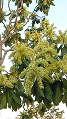Triplaris americana