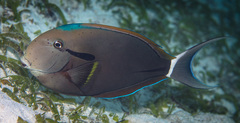 Acanthurus nigricauda