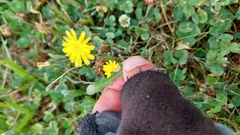 Crepis capillaris
