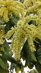Triplaris americana