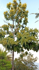 Triplaris americana