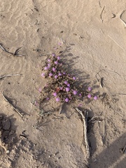 Abronia villosa
