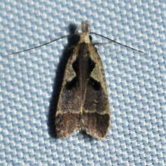 Dichomeris setosella