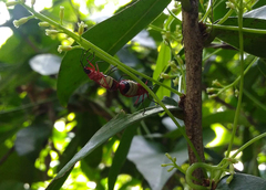 Dysdercus albofasciatus