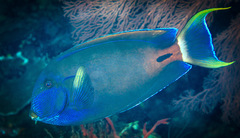Acanthurus fowleri