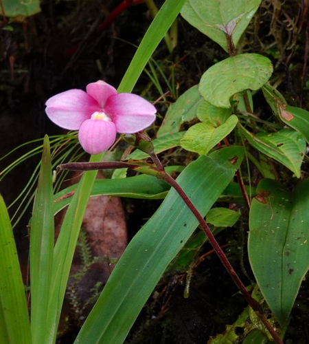 Image of Phragmipedium schlimii by (c) desertnaturalist, some rights reserved (CC BY)