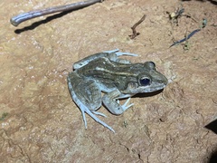Leptodactylus macrosternum