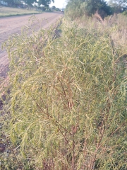 Acanthostyles buniifolius