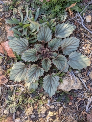Phacelia campanularia