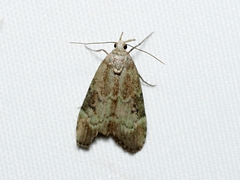Heteromicta tripartitella