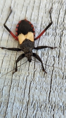Microtomus purcis