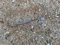 Archimantis latistyla