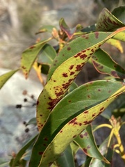 Mycosphaerella colorata