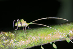 Pterochrozinae
