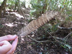 Podargus strigoides