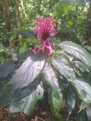 Justicia carnea