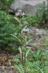 Cirsium osterhoutii