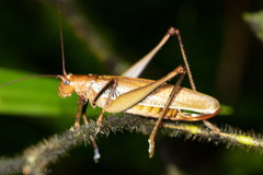 Ischnomela pulchripennis