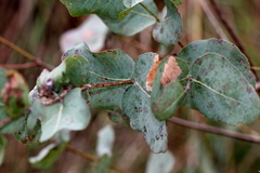 Eucalyptus melanophloia