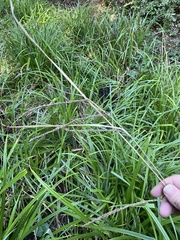 Carex pendula