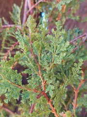 Austrocedrus chilensis