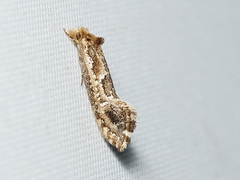 Moerarchis inconcisella