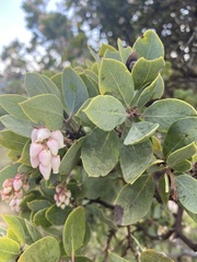 Arctostaphylos glandulosa