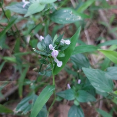 Dicliptera chinensis