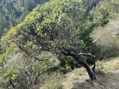 Arctostaphylos glandulosa