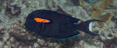 Acanthurus olivaceus