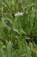 Erigeron coulteri