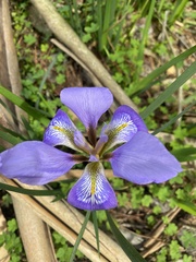 Iris unguicularis