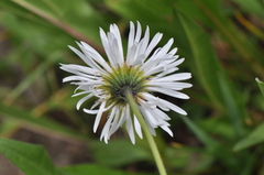Erigeron coulteri