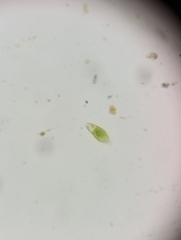 Euglena