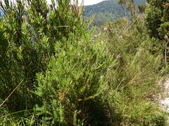 Comesperma esulifolium