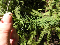 Comesperma esulifolium