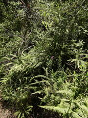 Comesperma esulifolium