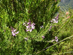 Comesperma esulifolium