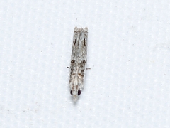 Spilonota constrictana