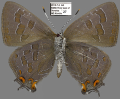 Satyrium liparops