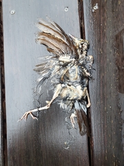 Turdus philomelos clarkei