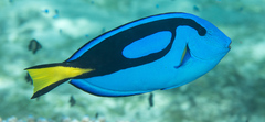 Paracanthurus hepatus