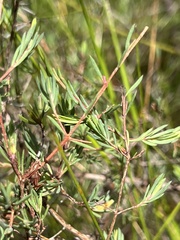 Darwinia biflora